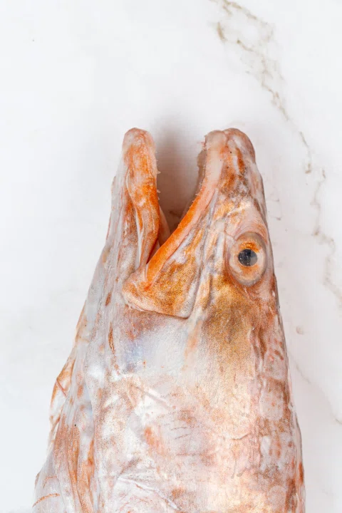 Cabeza de pescado sobre fondo blanco.
