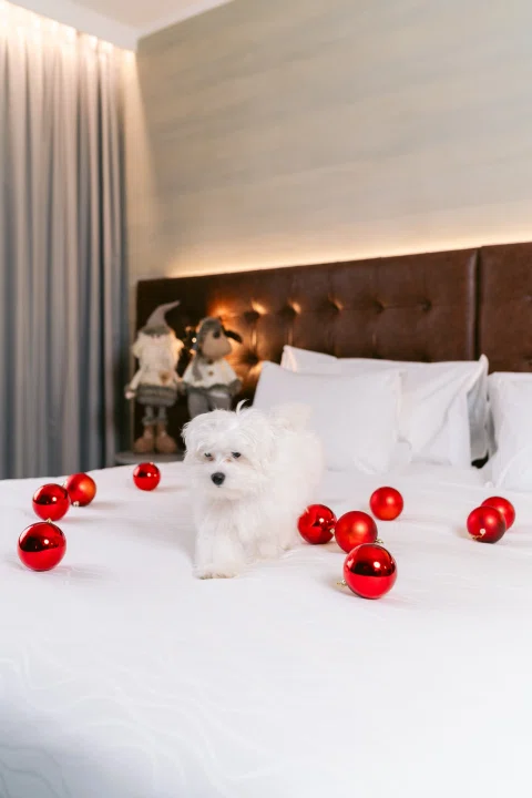 Cama preparada con decoración romántica de pétalos.