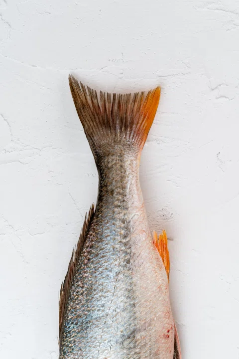 Cola de pescado aislada sobre fondo blanco.