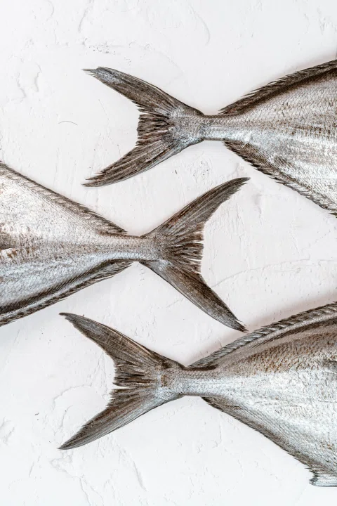 Composición de colas de pescados plateados.