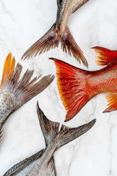 Composición de colas de pescados rojos y plateados.
