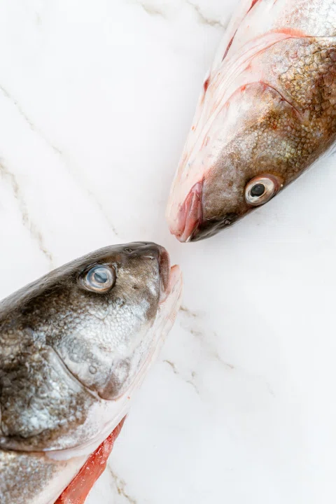Composición de dos cabezas de pescado.