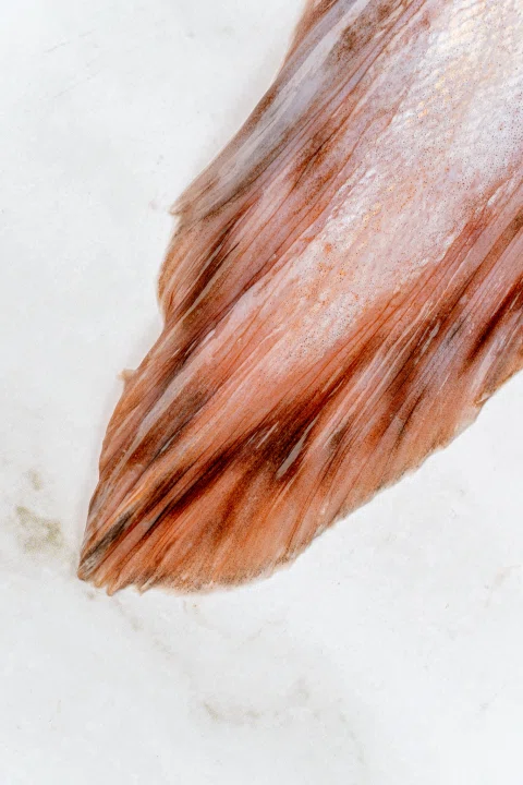 Detalle de aleta rojiza de pescado.
