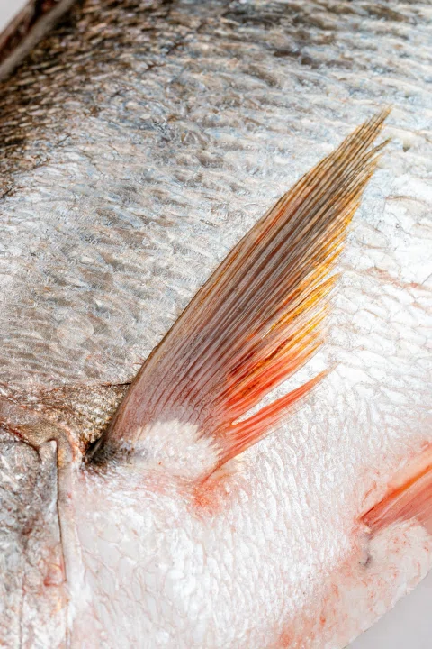 Detalle de aleta rojiza sobre piel de pescado.