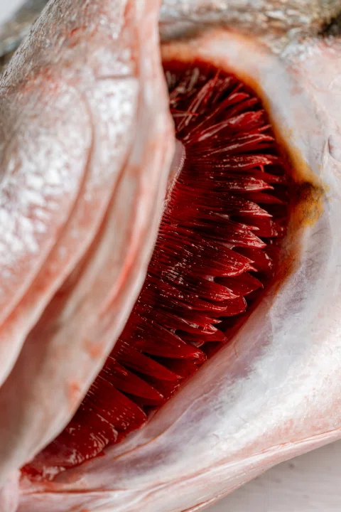 Detalle de branquias rojas de pescado.