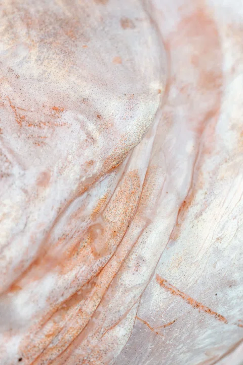 Detalle de carne y piel clara de pescado.