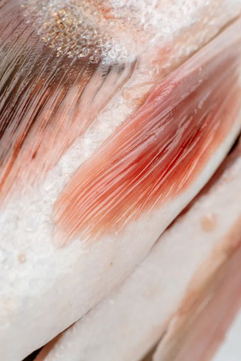 Detalle cercano de una aleta rojiza.