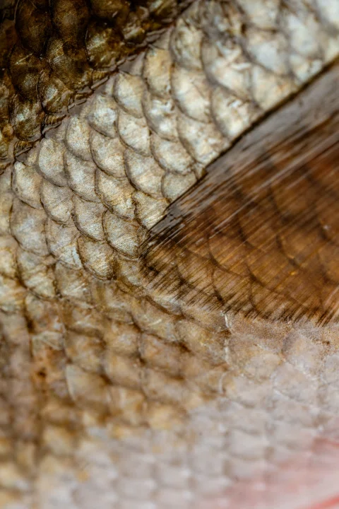 Detalle de escamas y aleta de pescado.
