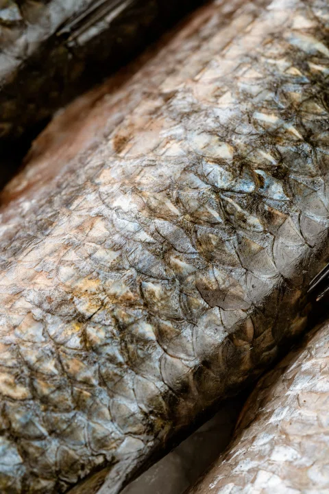 Detalle de escamas de un pescado plateado.