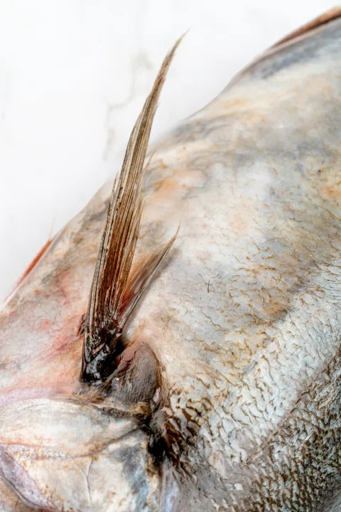 Detalle lateral de aleta y piel de pescado.