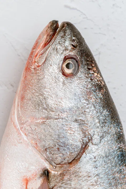 Detalle lateral de cabeza de pescado.