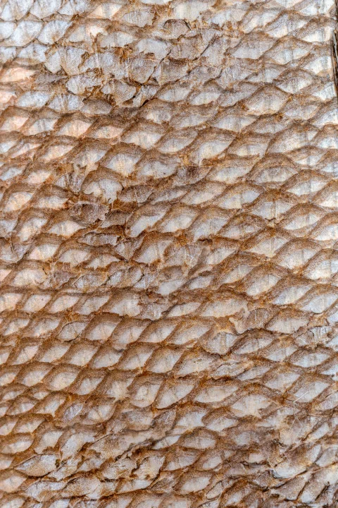 Detalle macro de escamas de pescado.