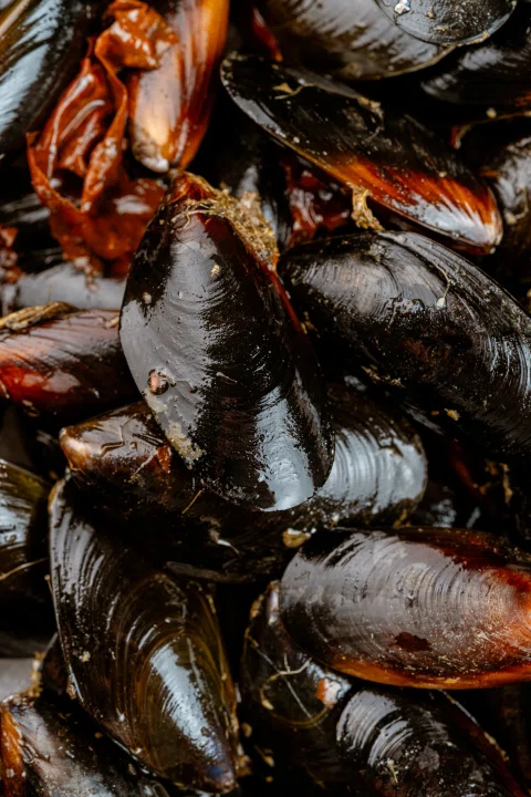 Detalle de mejillones frescos.