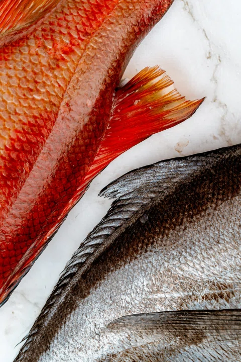 Detalle de piel y aletas de pescados de distintos colores.