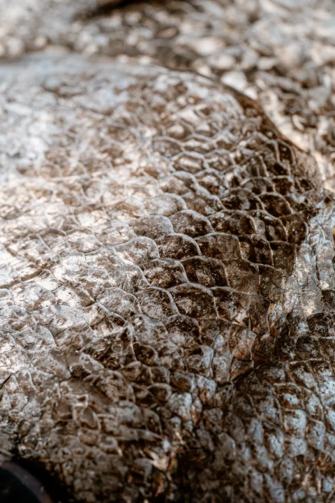 Detalle de piel y escamas de pescado.