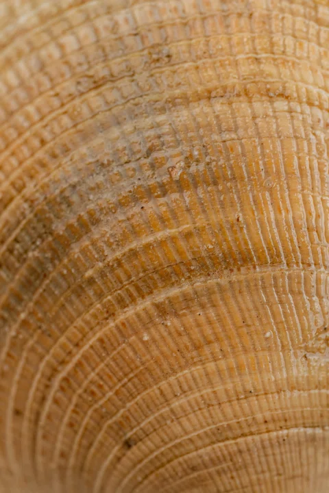Detalle de veta circular de madera.