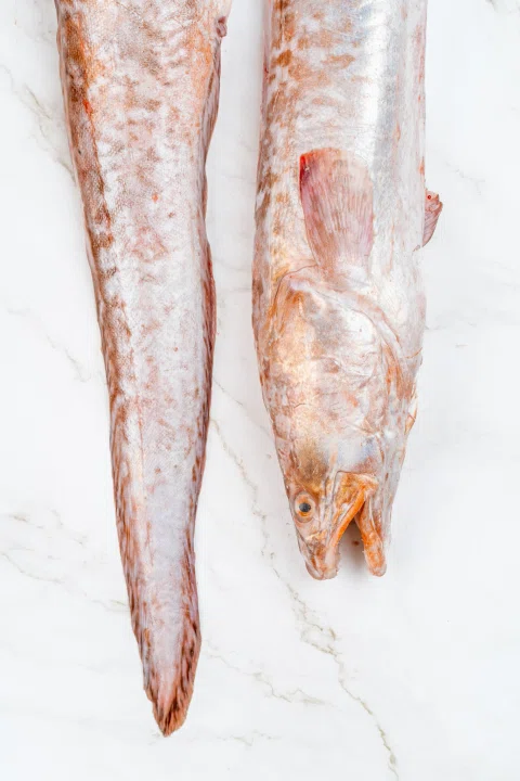 Dos pescados alargados sobre fondo blanco.