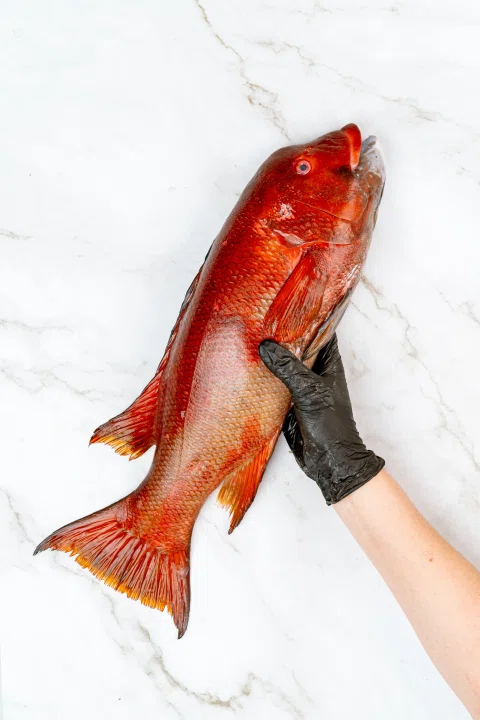 Mano con guante sosteniendo un pescado rojo entero.