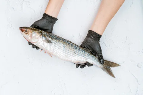 Manos con guantes sosteniendo un pescado entero.