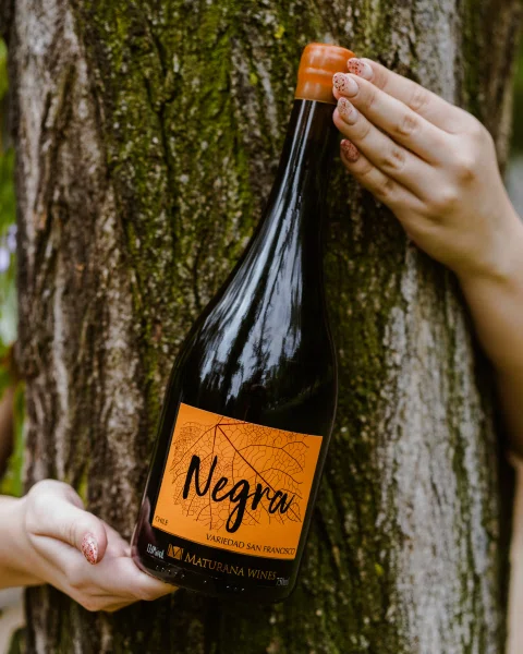 Manos sosteniendo botella Negra frente a tronco.