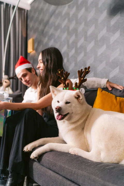 Mujer con perro blanco sentada en sofá de habitación.