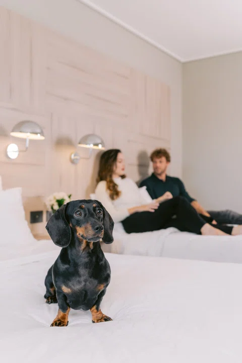 Pareja jugando con perro negro sobre cama.