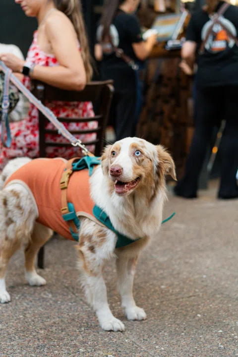 Perro con arnés junto a clientes en terraza.