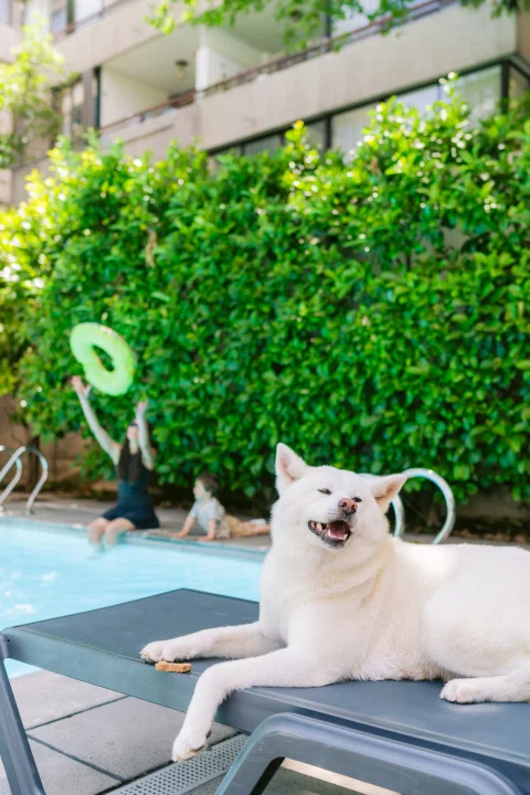 Perro blanco descansando en reposera junto a piscina.