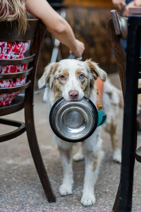 Perro con plato metálico sujeto en la boca.