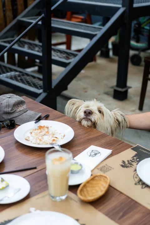 Perro sentado junto a mesa con platos.