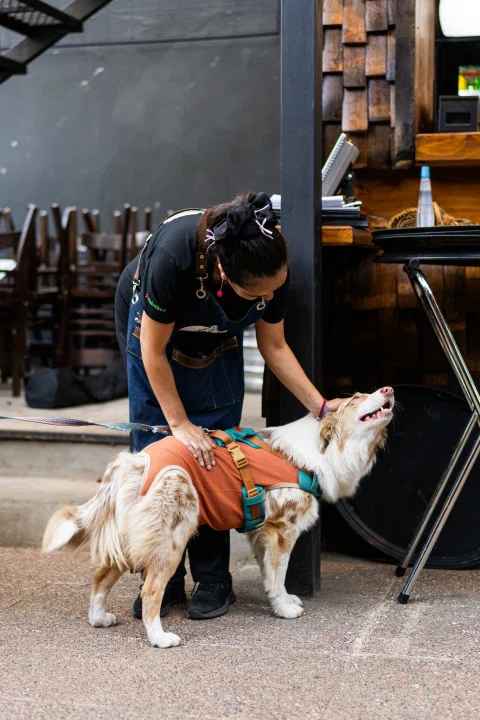 Persona acariciando un perro en el restaurante.