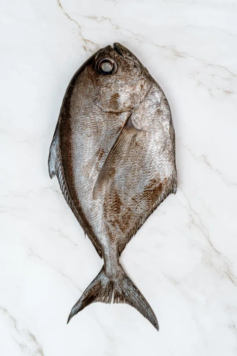 Pescado plano plateado entero sobre fondo blanco.