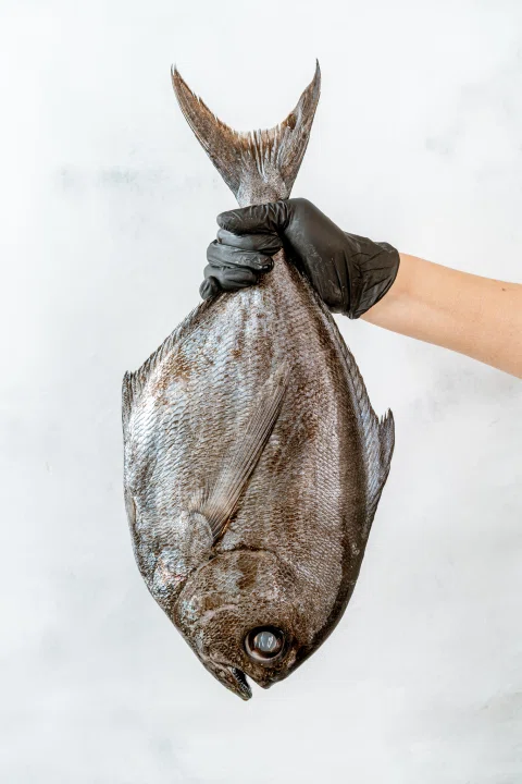 Pescado plano sostenido por una mano con guante.