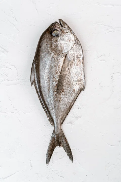Pescado plateado entero sobre fondo blanco.