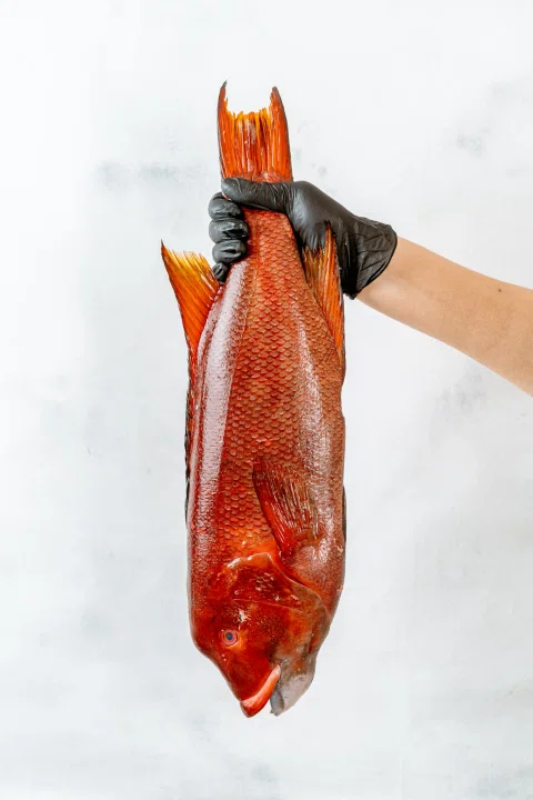 Pescado rojo sostenido por una mano con guante.