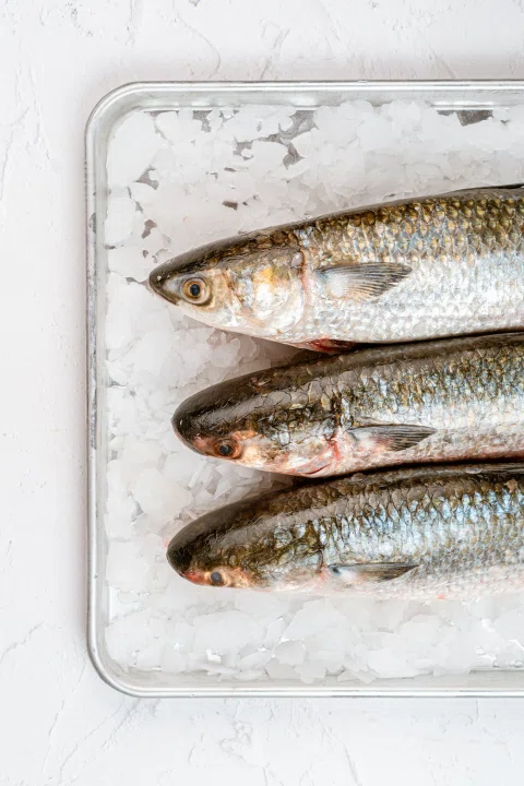 Pescados frescos alineados en bandeja con hielo.