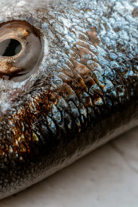 Primer plano de la piel de un pescado que resalta sus escamas y textura.