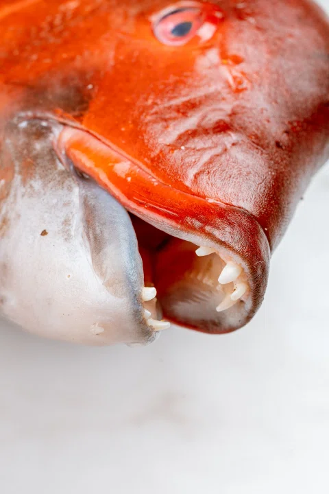 Primer plano de la boca de un pescado rojo.
