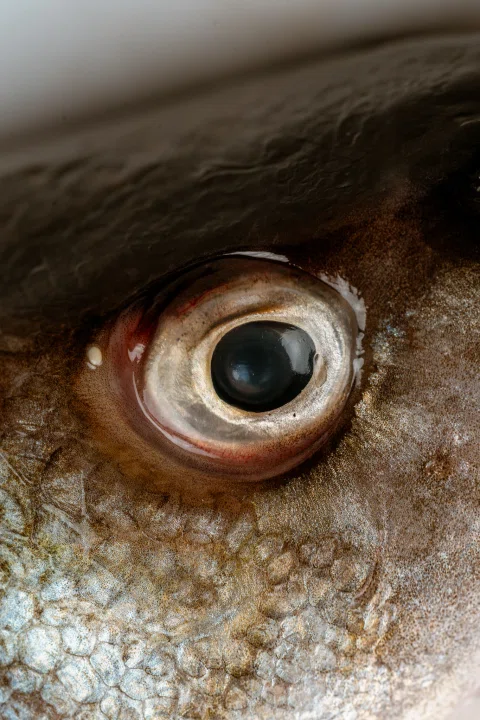 Primer plano del ojo de un pescado oscuro.