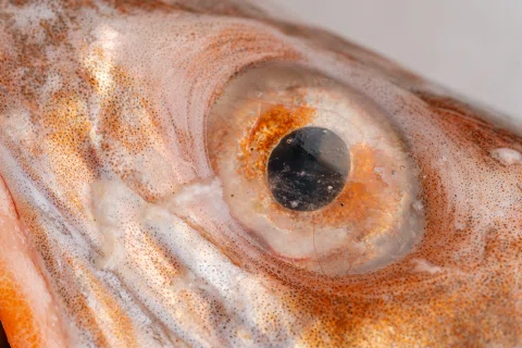 Primer plano del ojo de un pescado rojo.