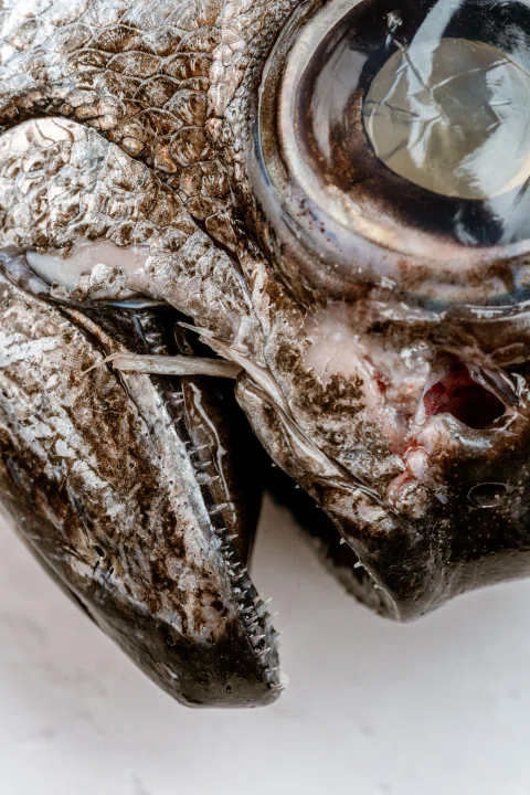 Primer plano del ojo de un pescado con textura húmeda.
