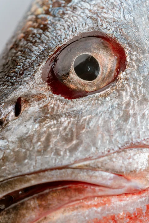 Primer plano del ojo de un pescado.