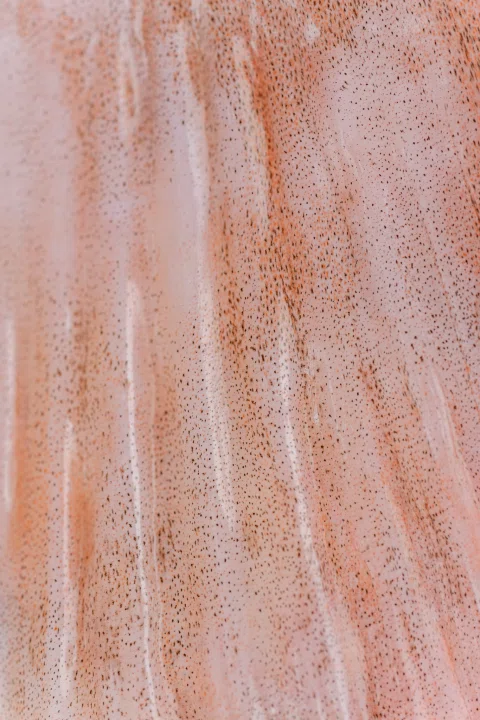 Primer plano de textura de filete rosado.