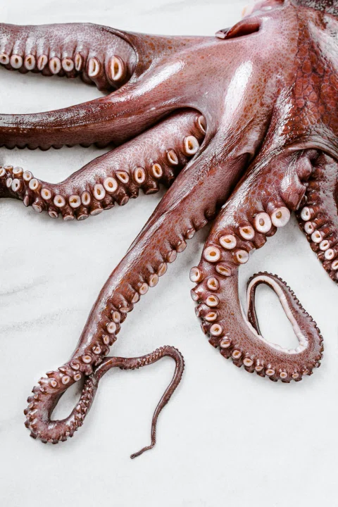 Pulpo fresco fotografiado desde arriba sobre fondo blanco.